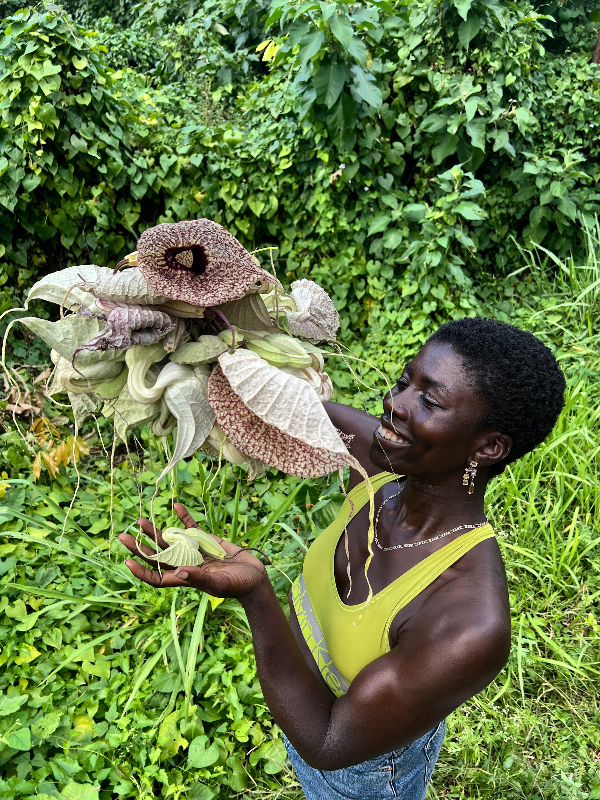 jamaican duck flower seeds Jamaican Duck Flower Detox – Akita in the Bush
